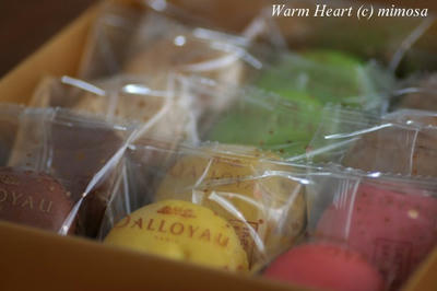 macarons_1_w.jpg