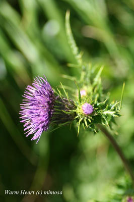 8687f077.jpg