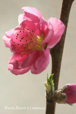 peach01_w.jpg