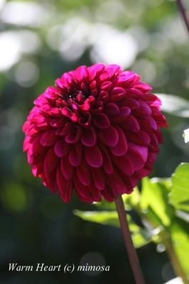 dahlia05_w.jpg