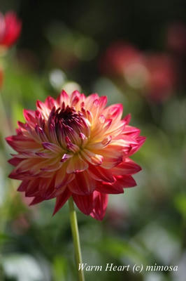dahlia08_w.jpg
