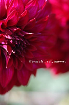 dahlia13_w.jpg