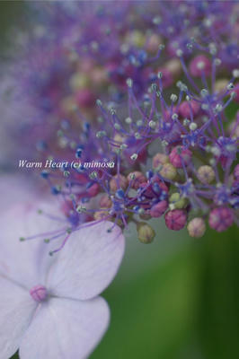 20100629_04w.JPG
