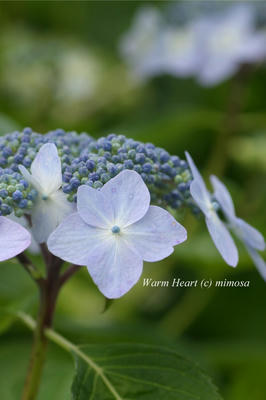 20100629_07w.JPG