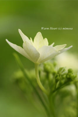 20100629_08w.JPG