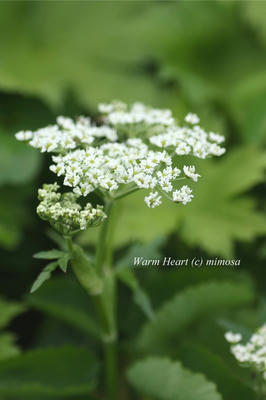100713_04w.JPG