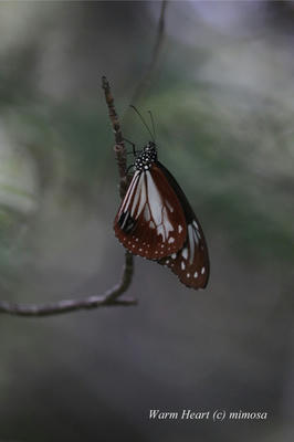 IMG_20100826_asagimadara03w.JPG