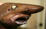 greenland-fish-new-shark-catshark_19302_big.jpg