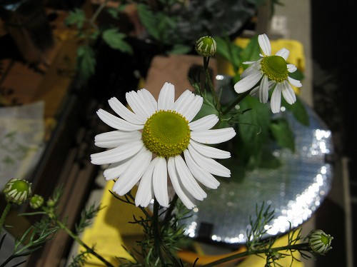 カモミールの花の大きさと室内室外の栽培場所の違いの関係 きゅうたの日記 忍者ブログ