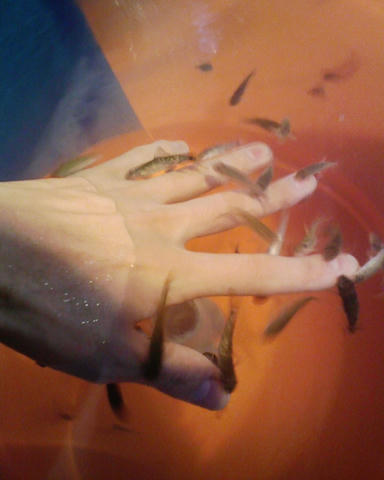 dr.fish.jpg