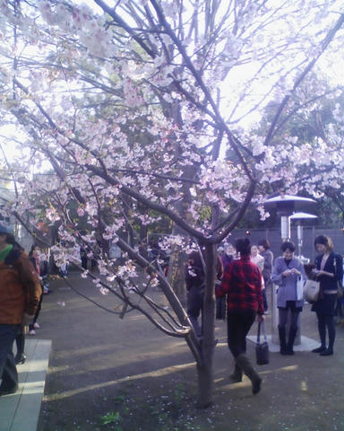 sakura.jpg