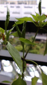F1000089.JPG