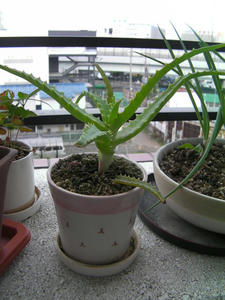 SANY0115.JPG