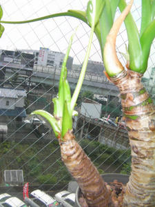 SANY0118.JPG