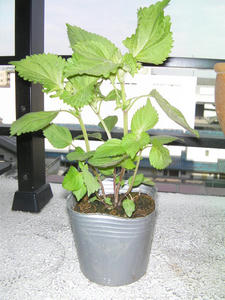 SANY0119.JPG