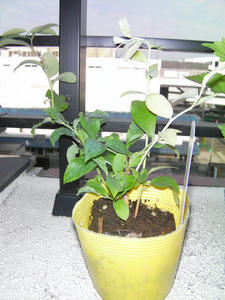 SANY0120.JPG