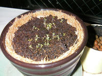SANY0125.JPG