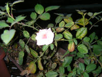 SANY0140.JPG