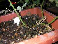 SANY0145.JPG
