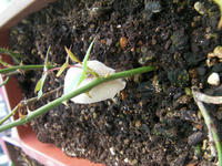 SANY0146.JPG