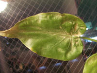 SANY0354.JPG