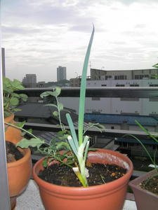 SANY0366.JPG