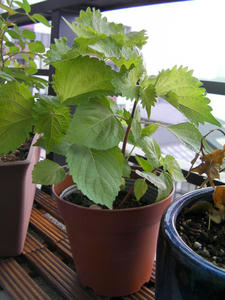 SANY0369.JPG