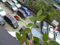 SANY0345.JPG
