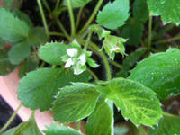SANY0377.JPG