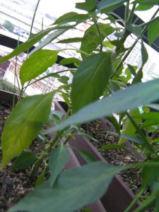 b10537e8.JPG