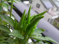 SANY0402.JPG