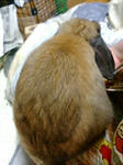 20080127012547.jpg