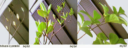 だからって食べてません