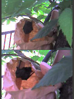 コウモリの寝相