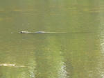 croc02.jpg