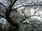 sakura04.JPG