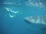 whaleshark01.JPG