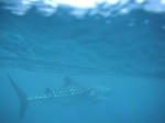 whaleshark02.JPG