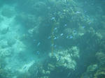 reef01.JPG