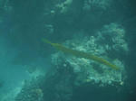 reef02.JPG