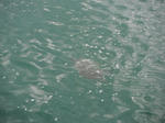 seaturtle.JPG
