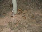 toads.JPG