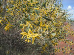 yellowflowers001.JPG
