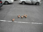 5chics.JPG