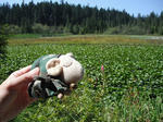 beaverlake01.jpg