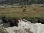 yellowstone004.jpg
