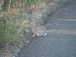 yellowstone006.jpg