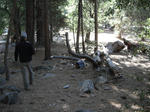 bearattack03.jpg