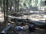 bearattack06.jpg