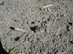 birdstrike01.jpg